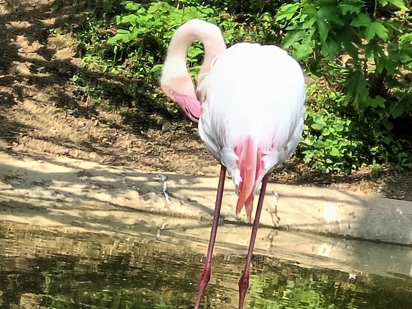 Greater Flamingo