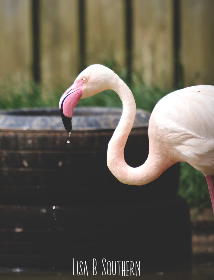 Greater Flamingo