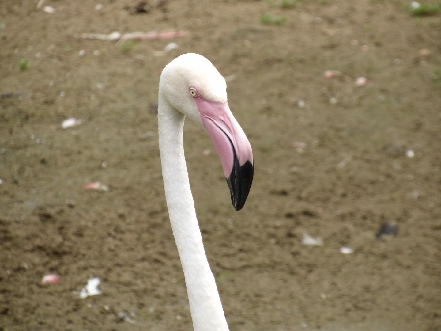 Greater Flamingo