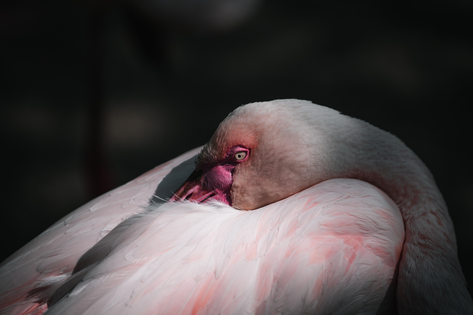 Greater Flamingo
