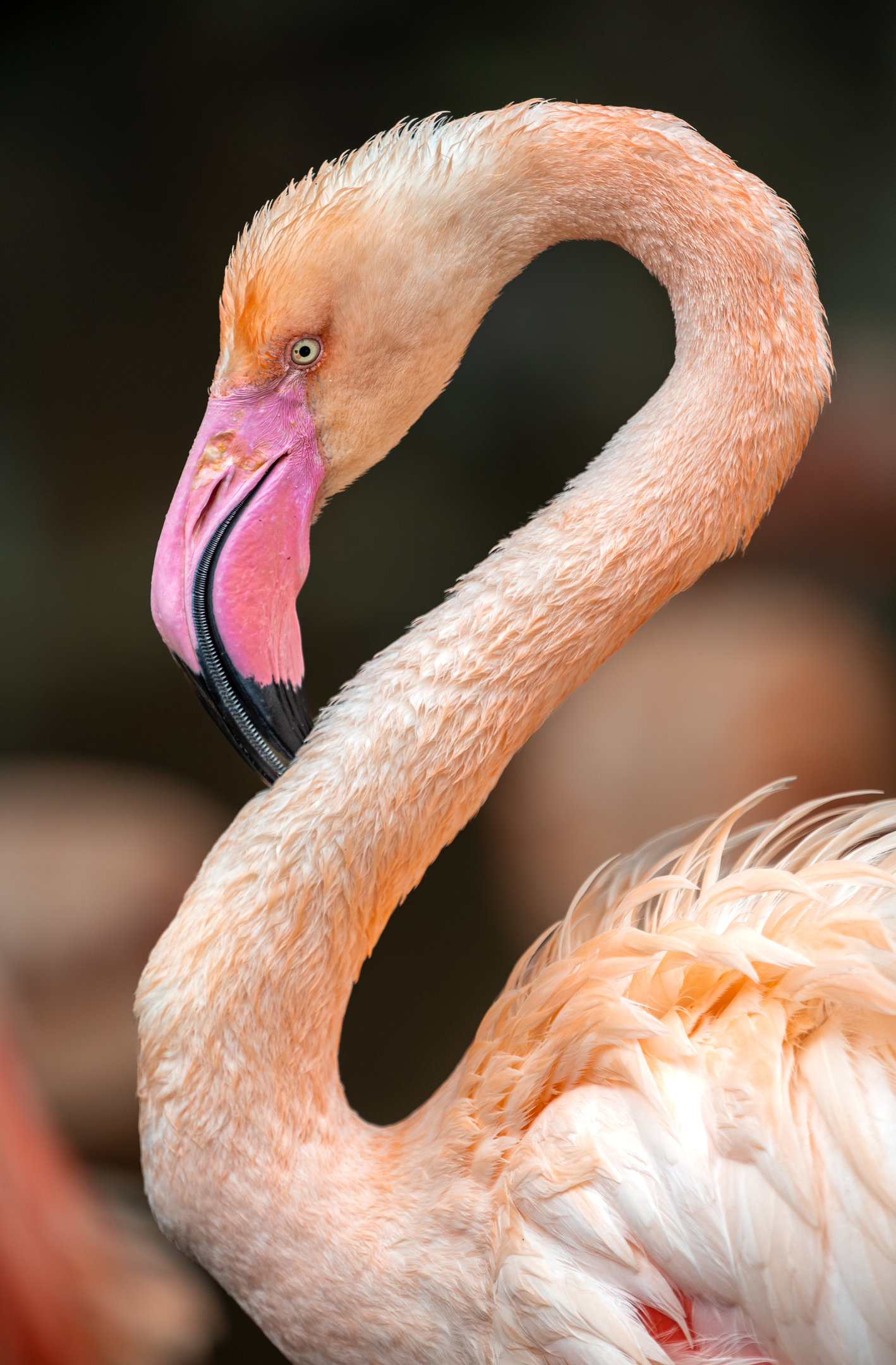 Greater Flamingo