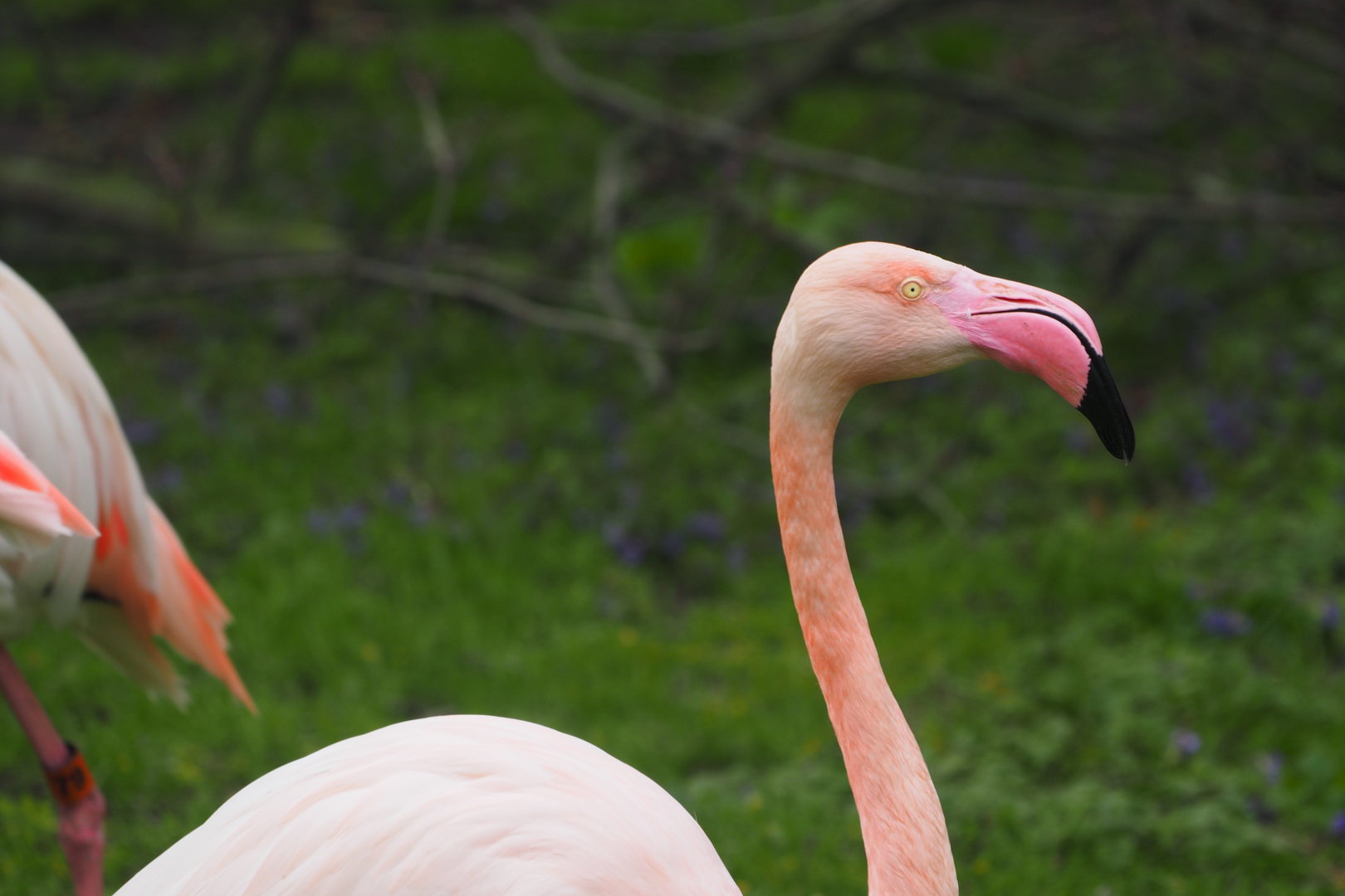 Greater Flamingo