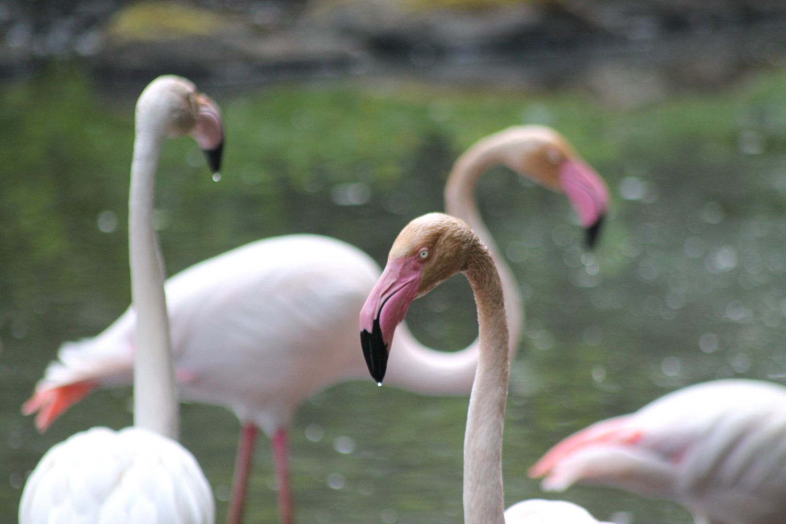 Greater Flamingo