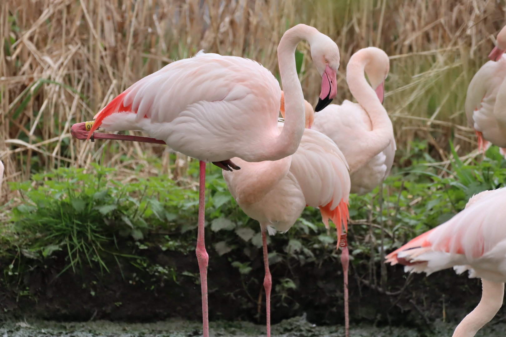 Greater Flamingo