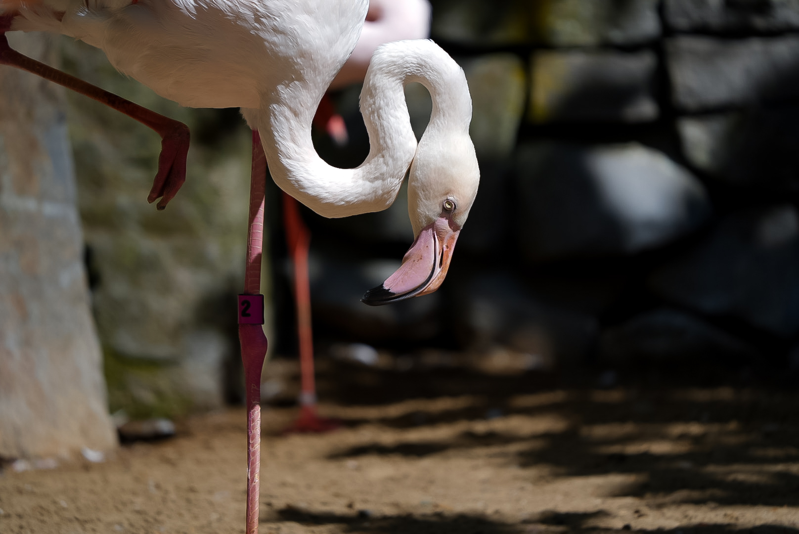Greater Flamingo