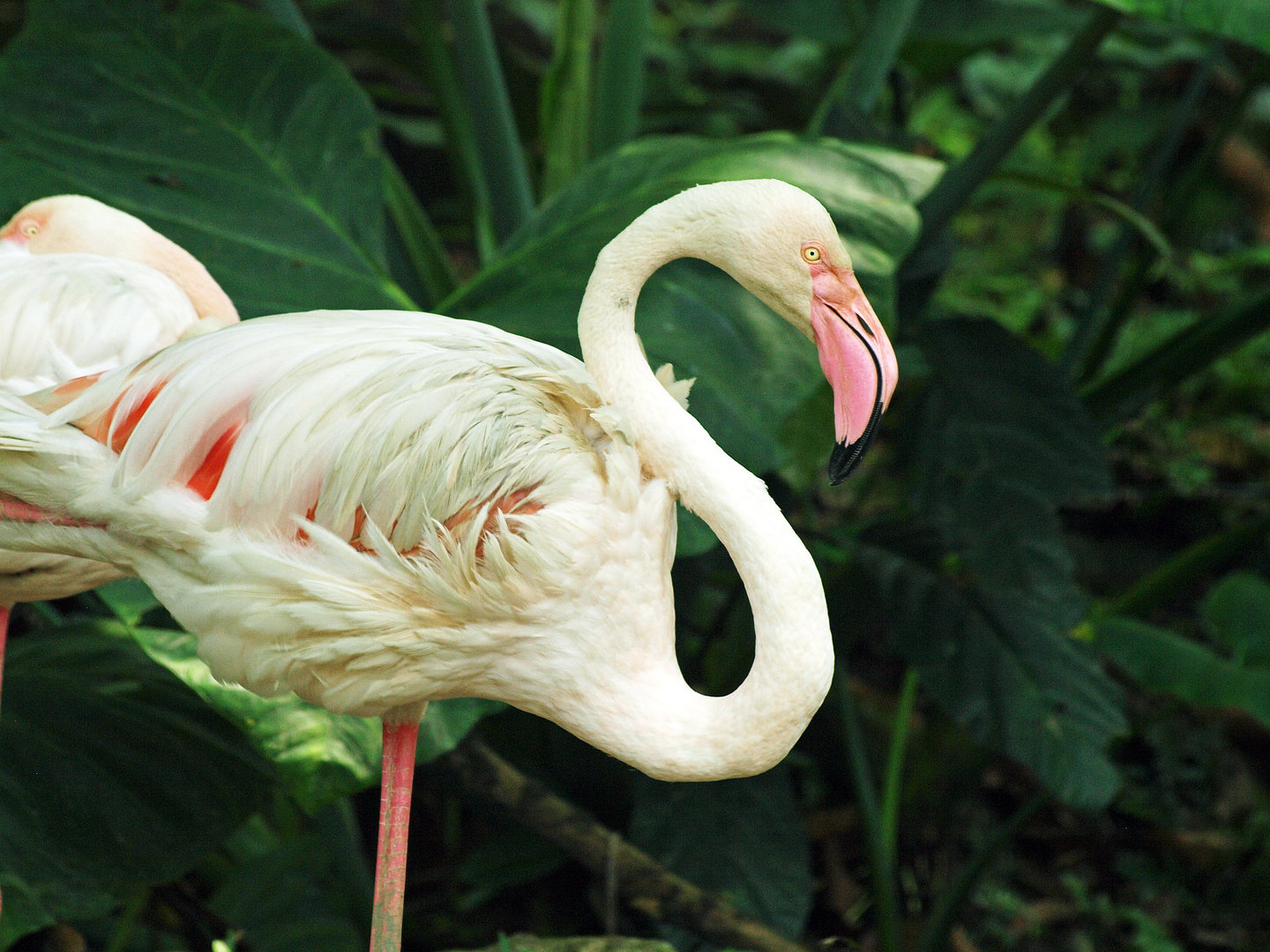 Greater flamingo