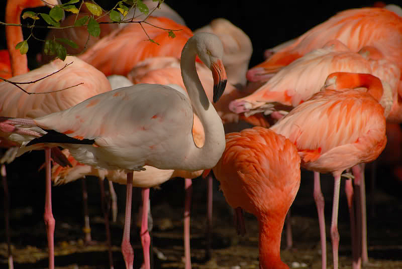 Greater Flamingo
