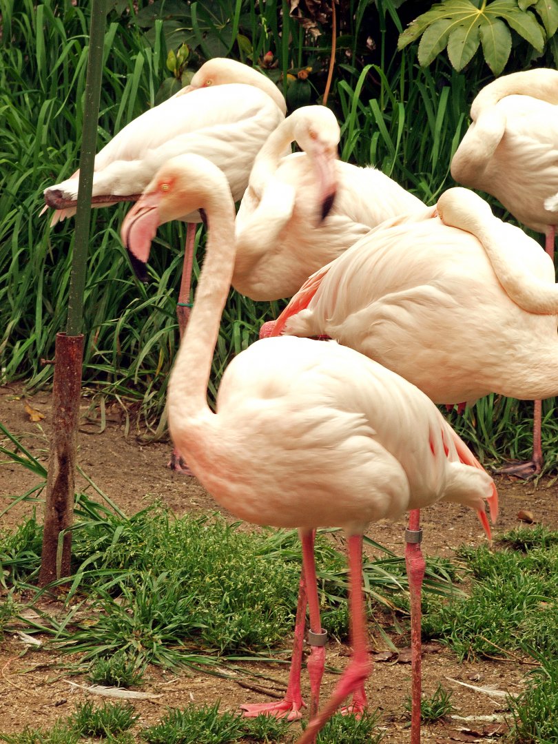 Greater flamingo