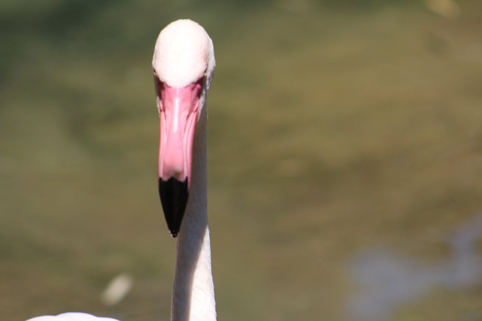 Greater flamingo