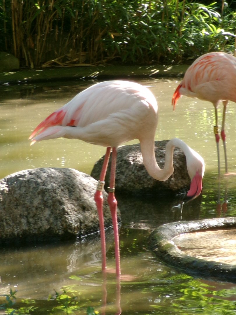 Greater flamingo