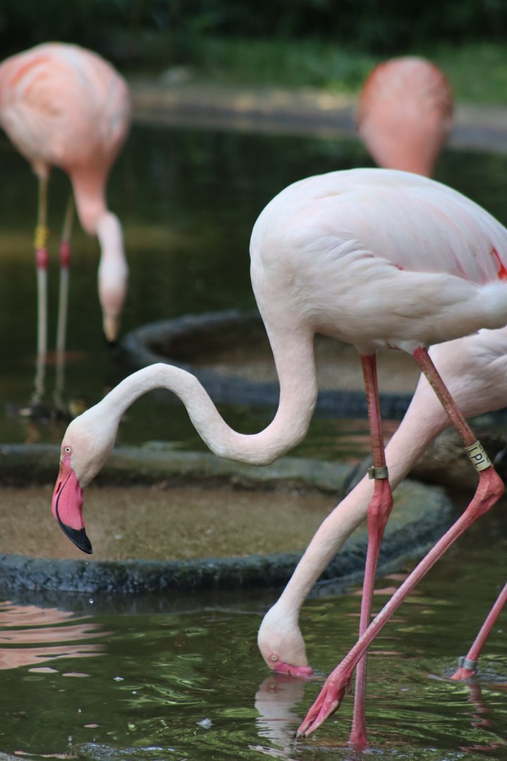 Greater Flamingo