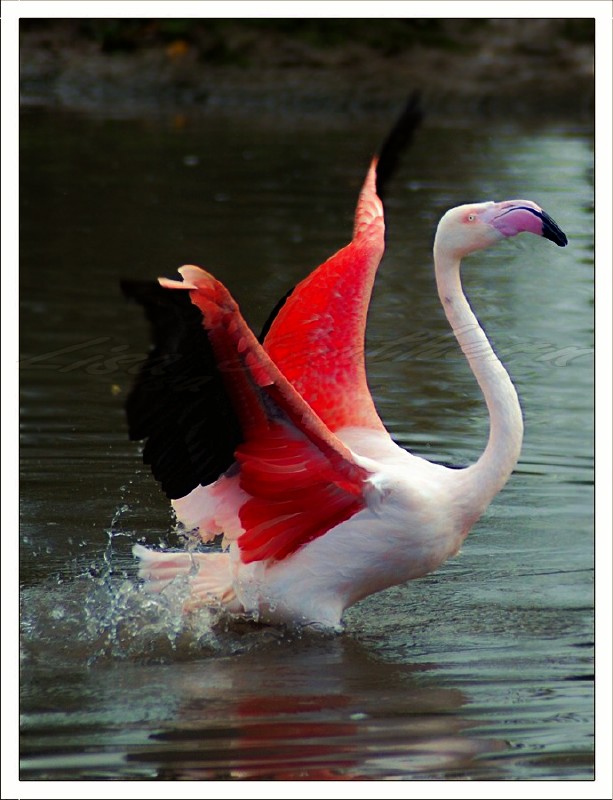 Greater Flamingo
