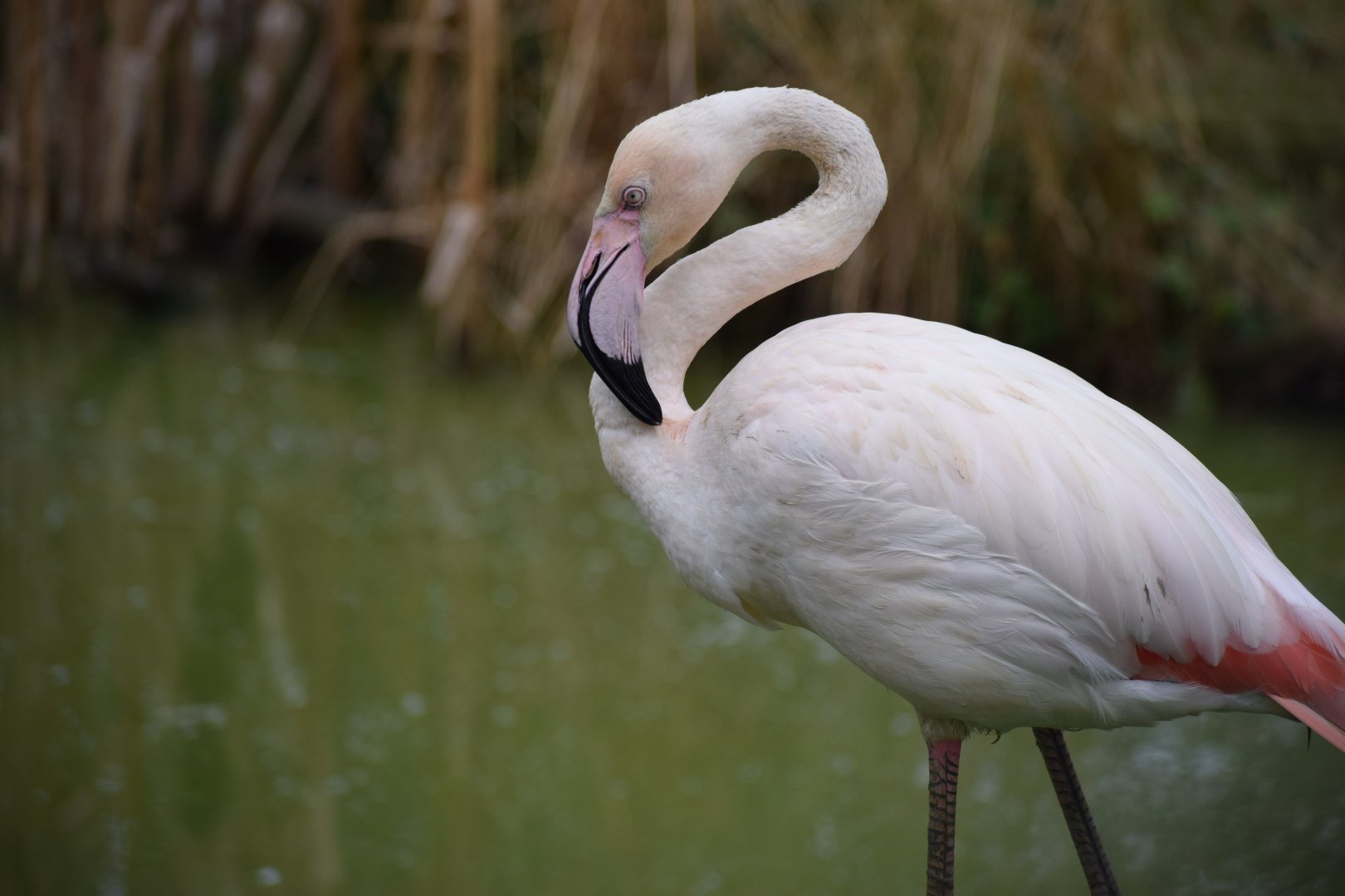 Greater Flamingo