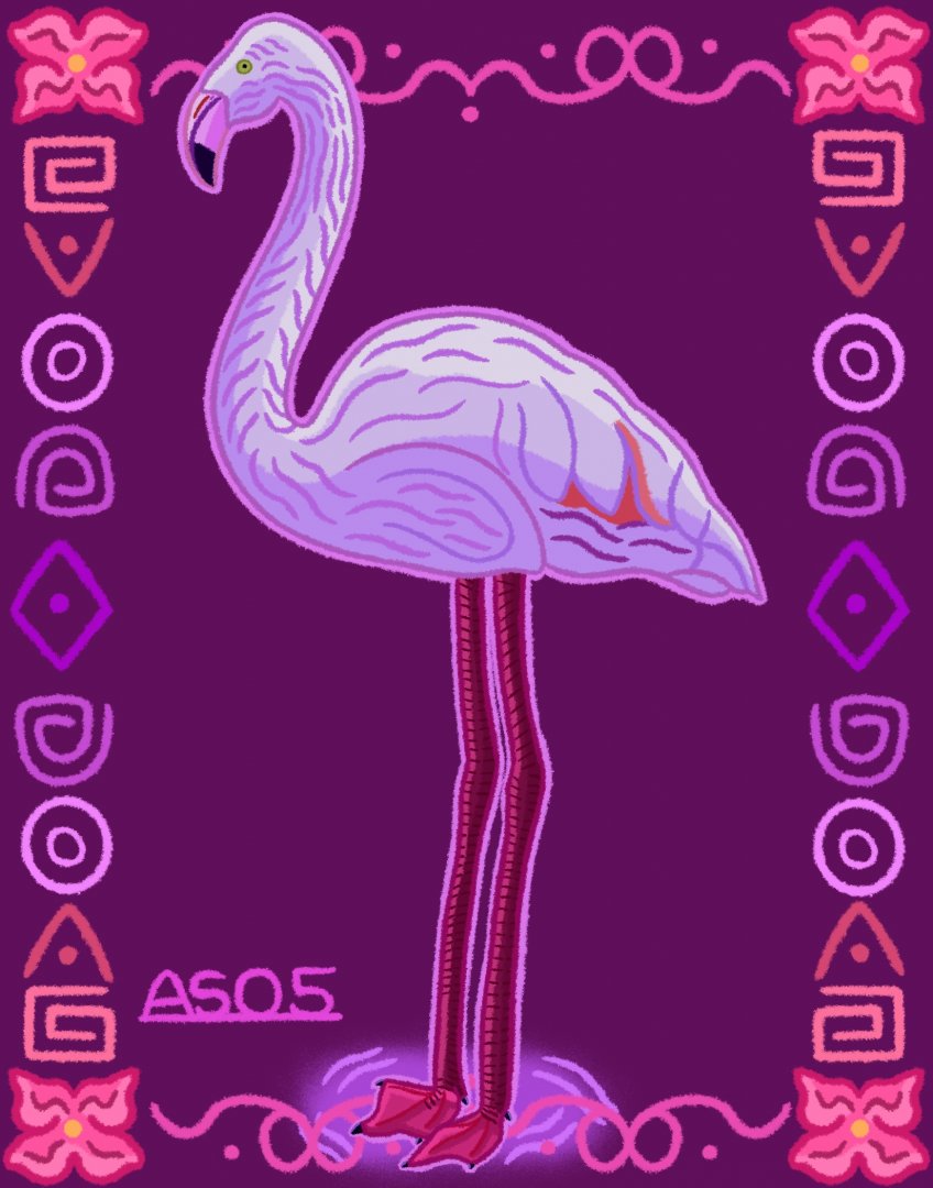 Greater Flamingo