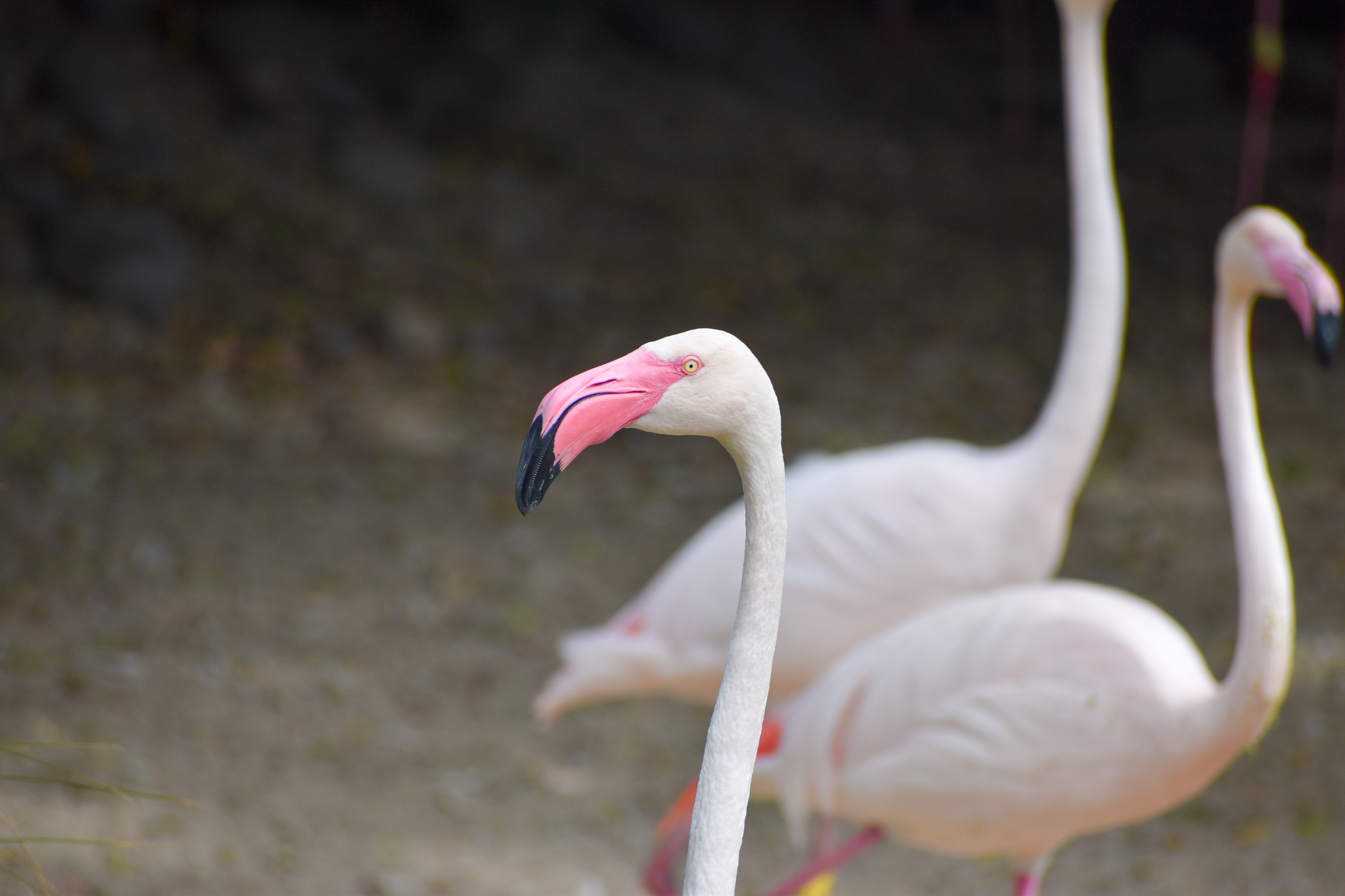 Greater Flamingo