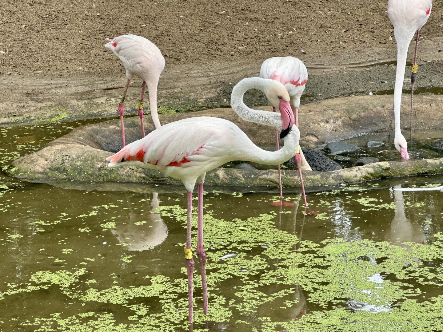Greater flamingo