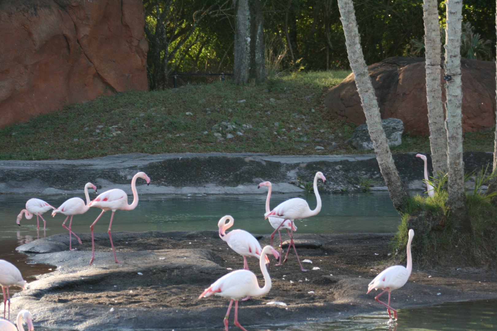 Greater Flamingo