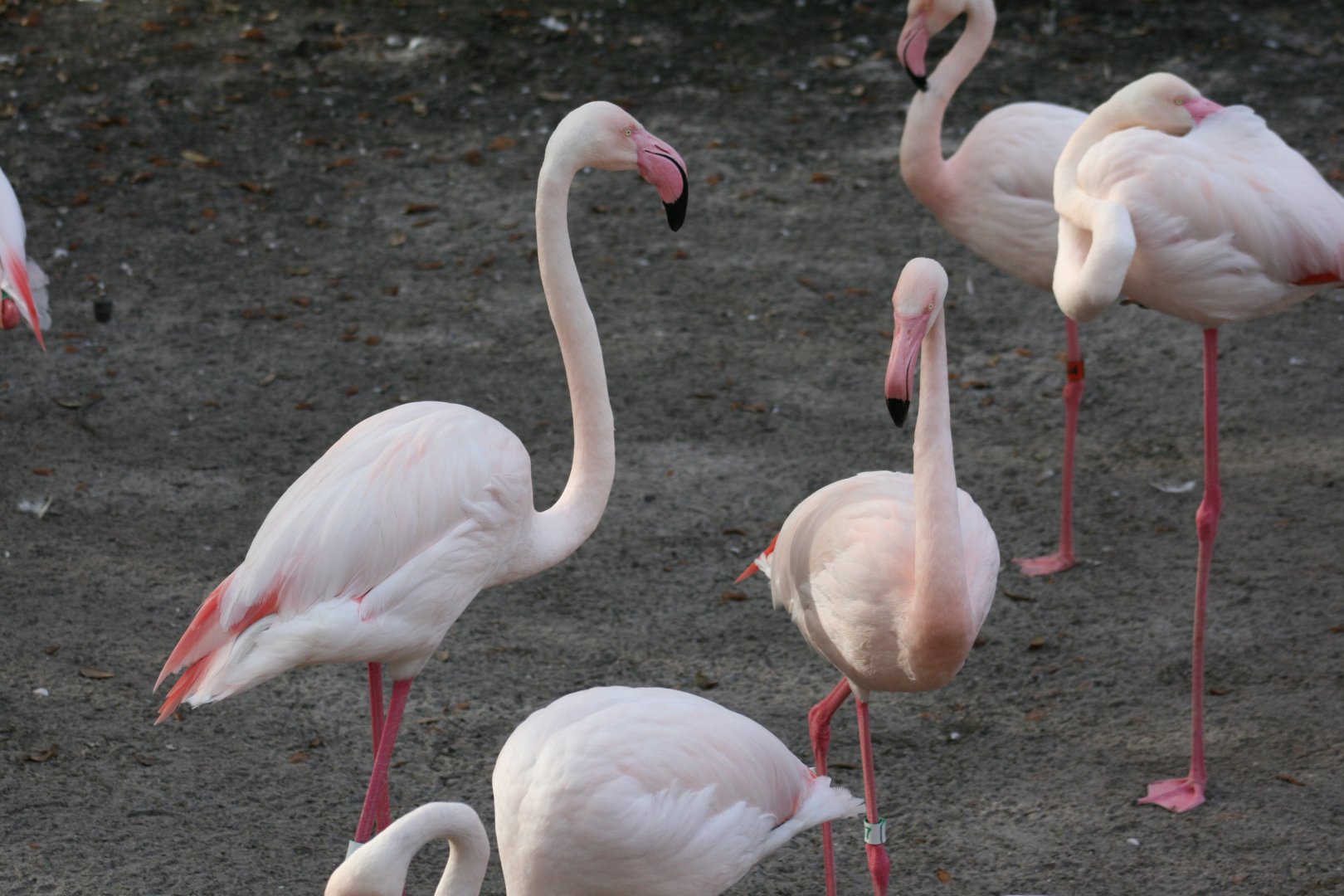 Greater Flamingo