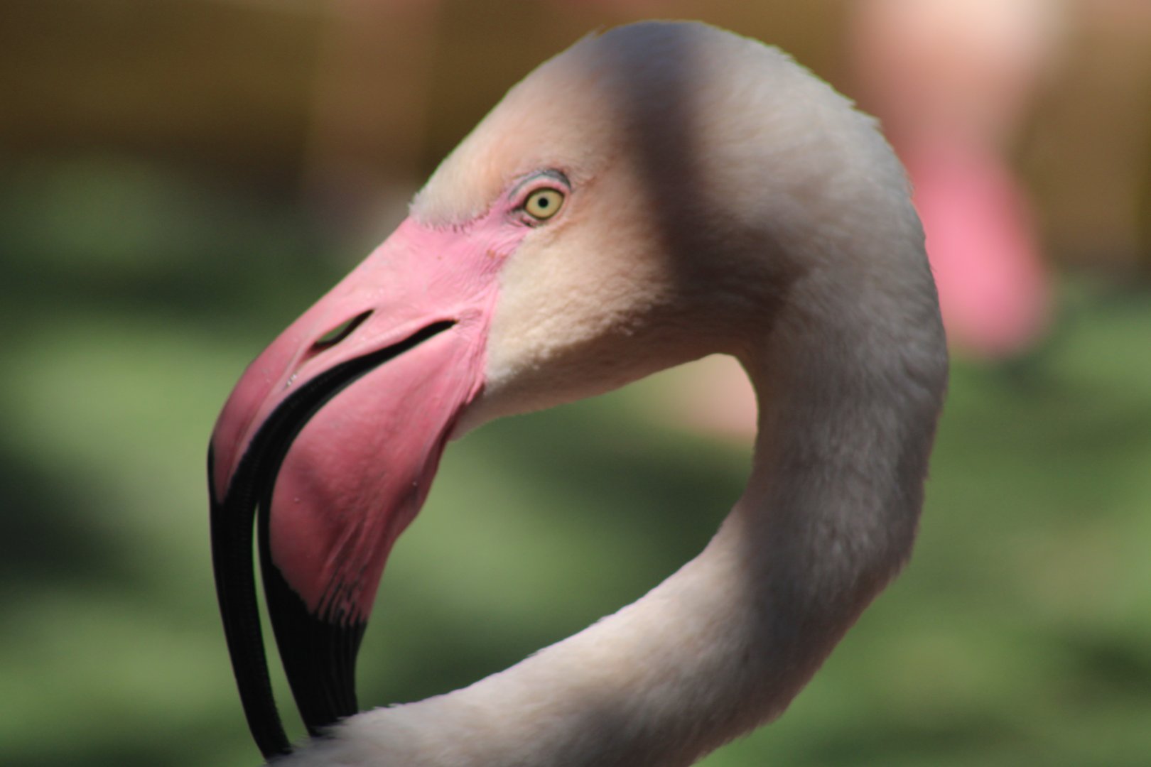 Greater Flamingo