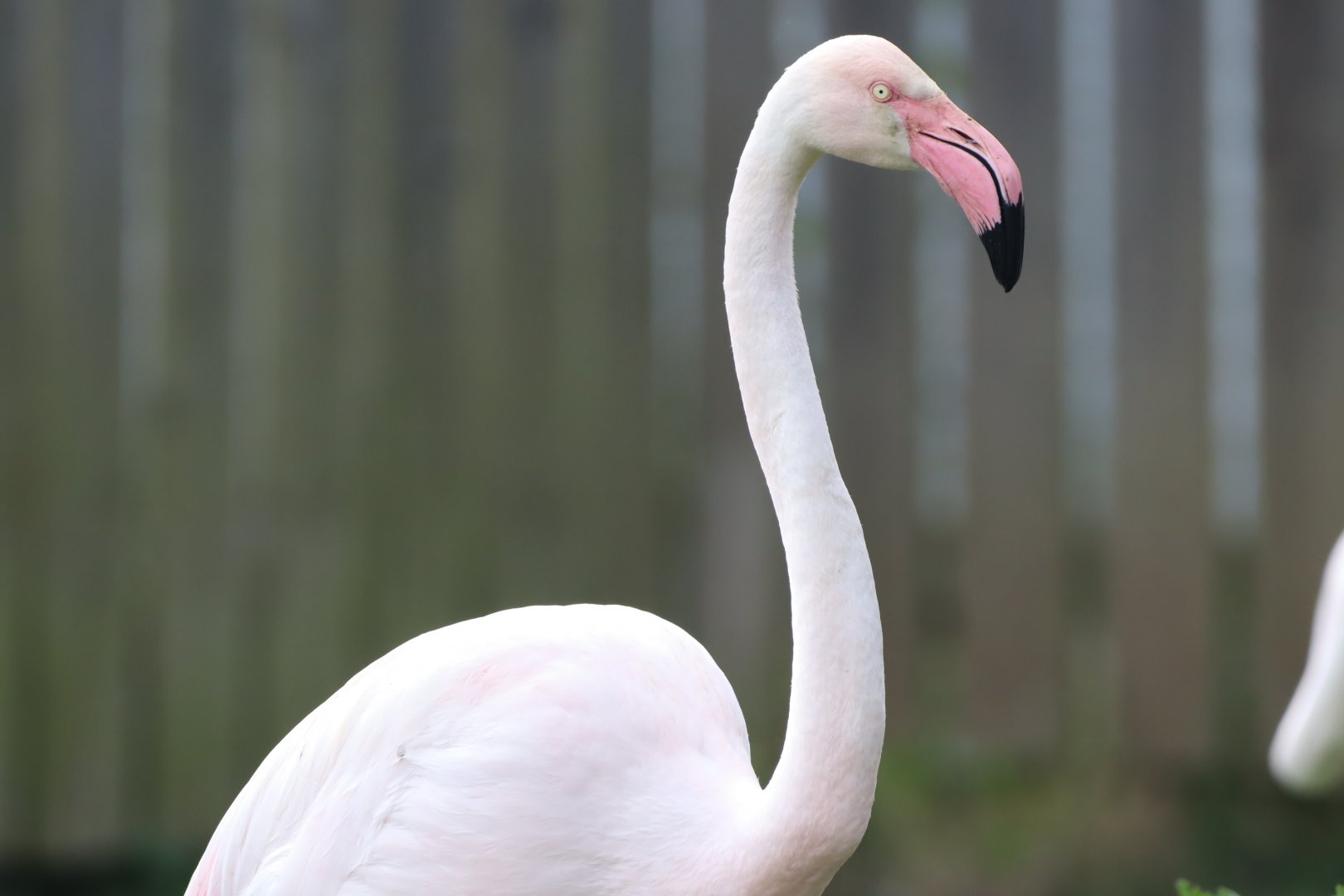 Greater Flamingo