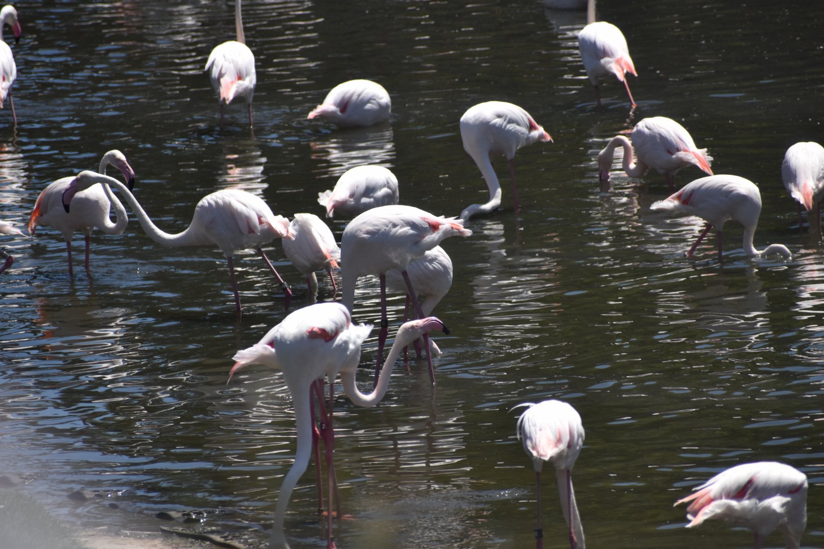 Greater Flamingo