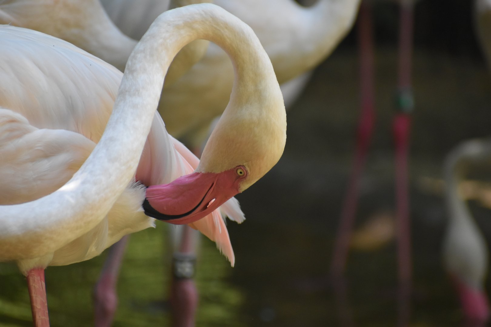 Greater Flamingo