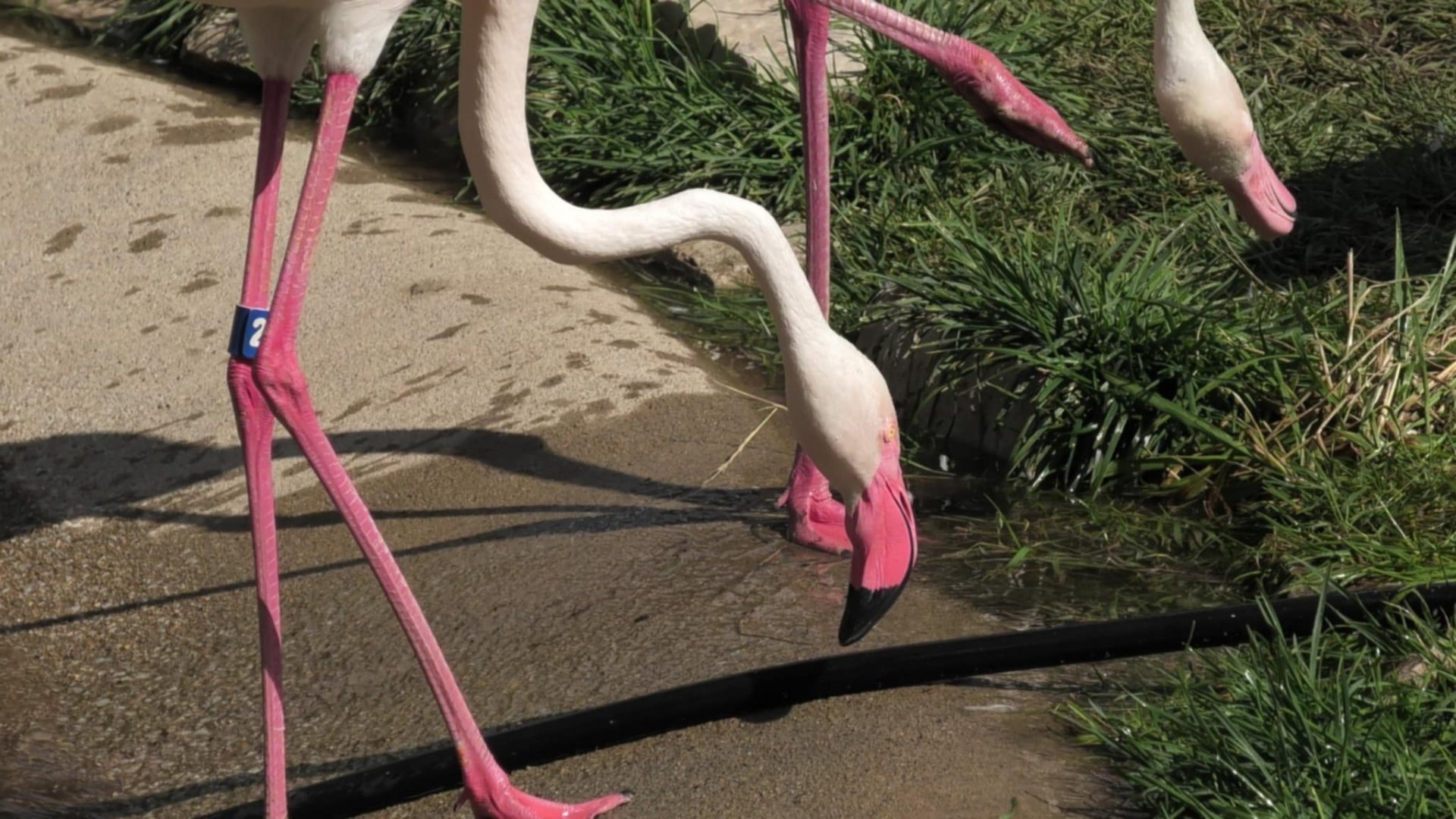 Greater flamingo