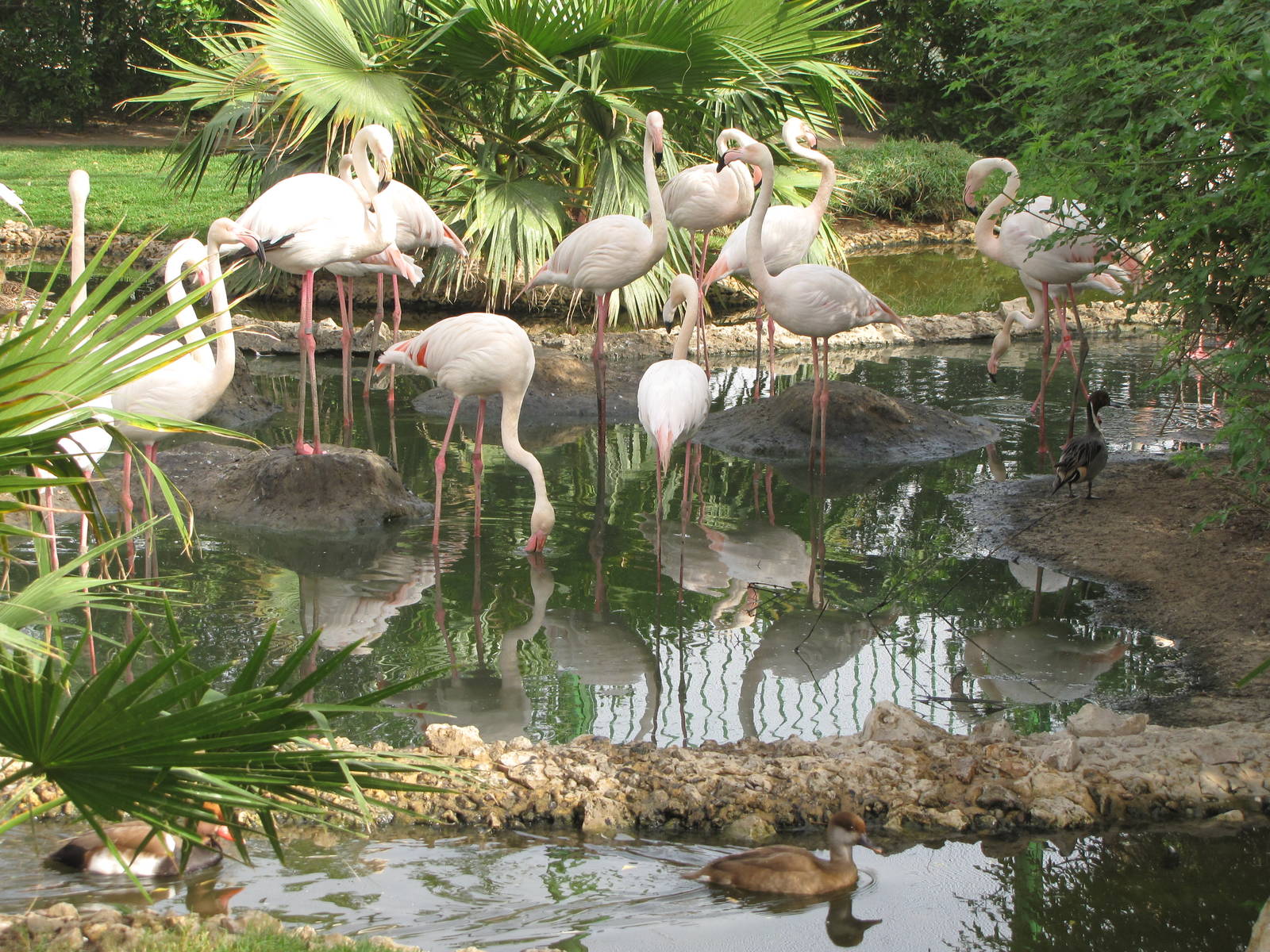 greater flamingo