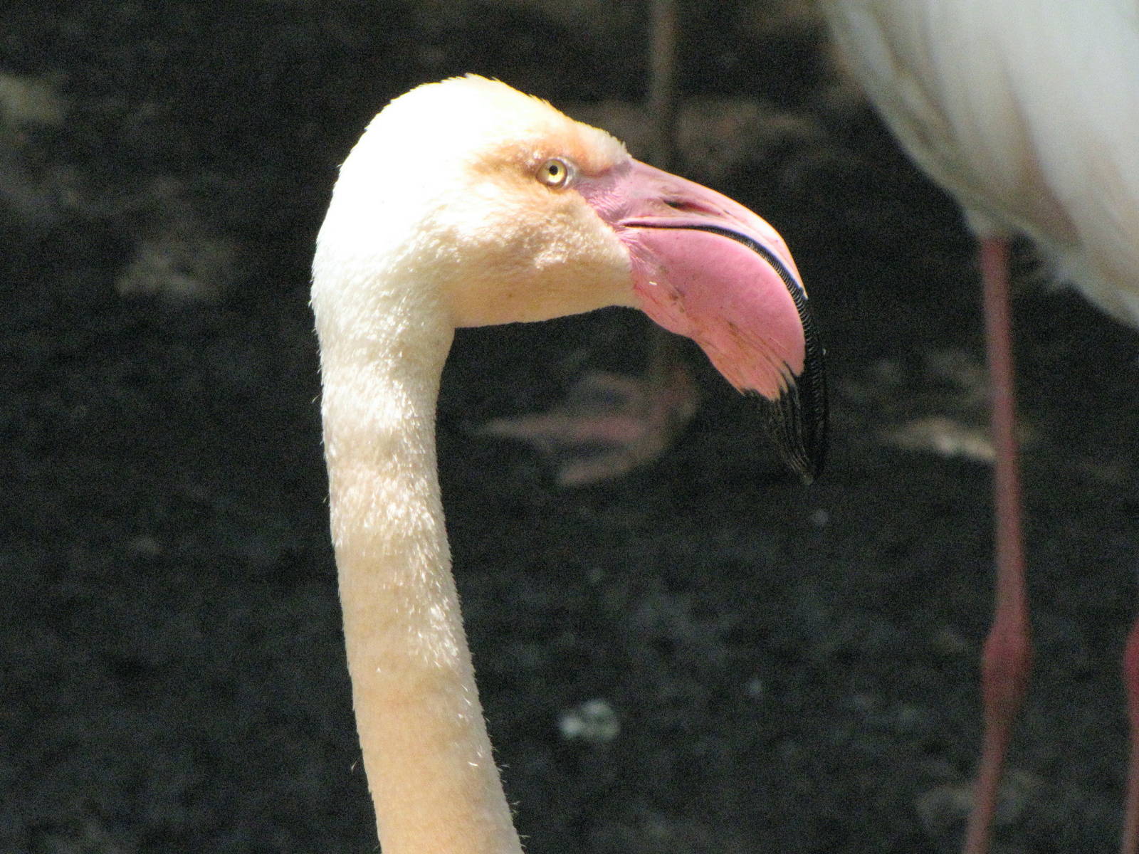 Greater Flamingo