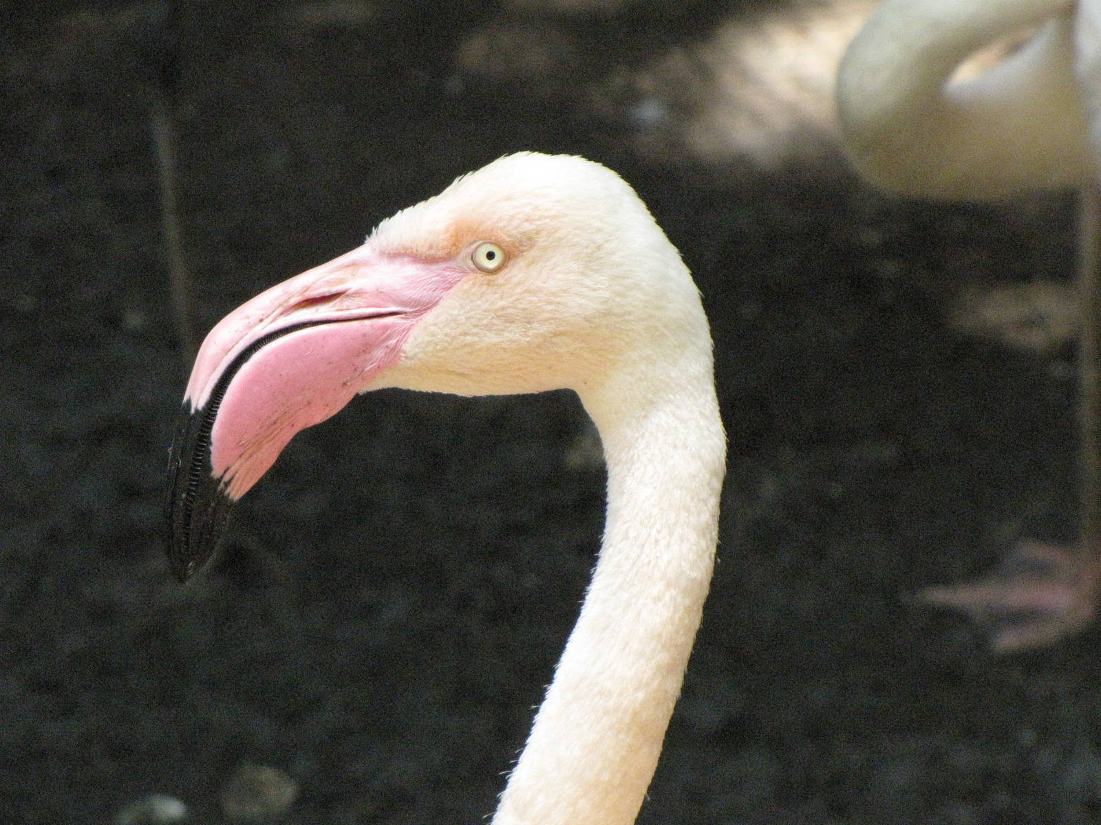 Greater Flamingo