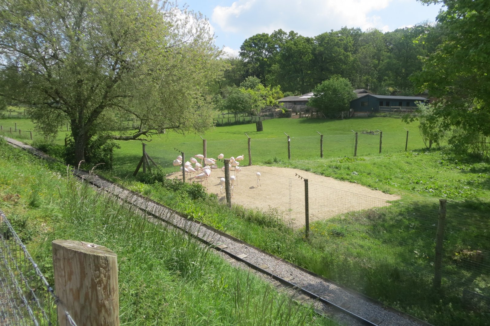 Greater flamingoes 110519