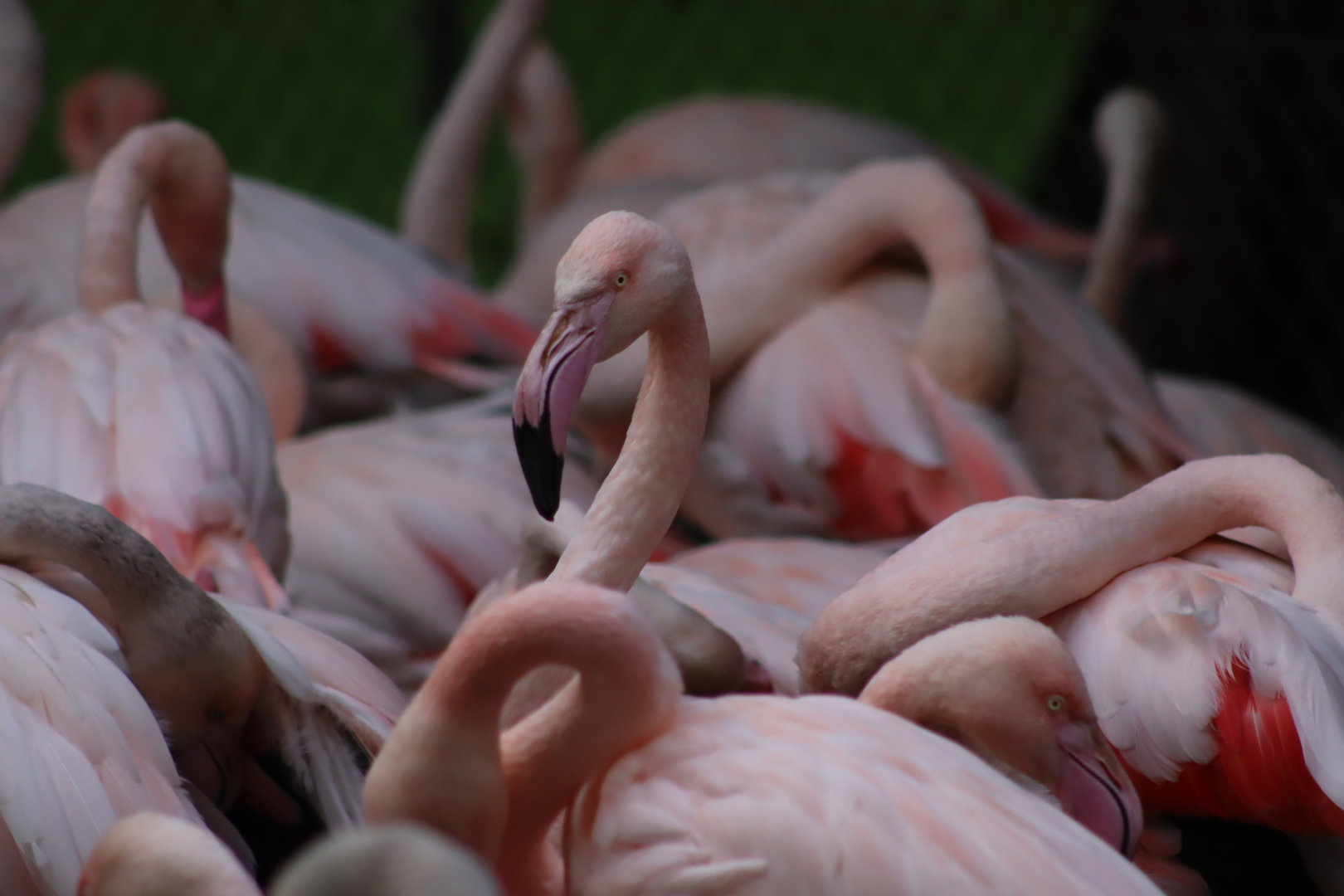 Greater flamingoes - 8 November 2022