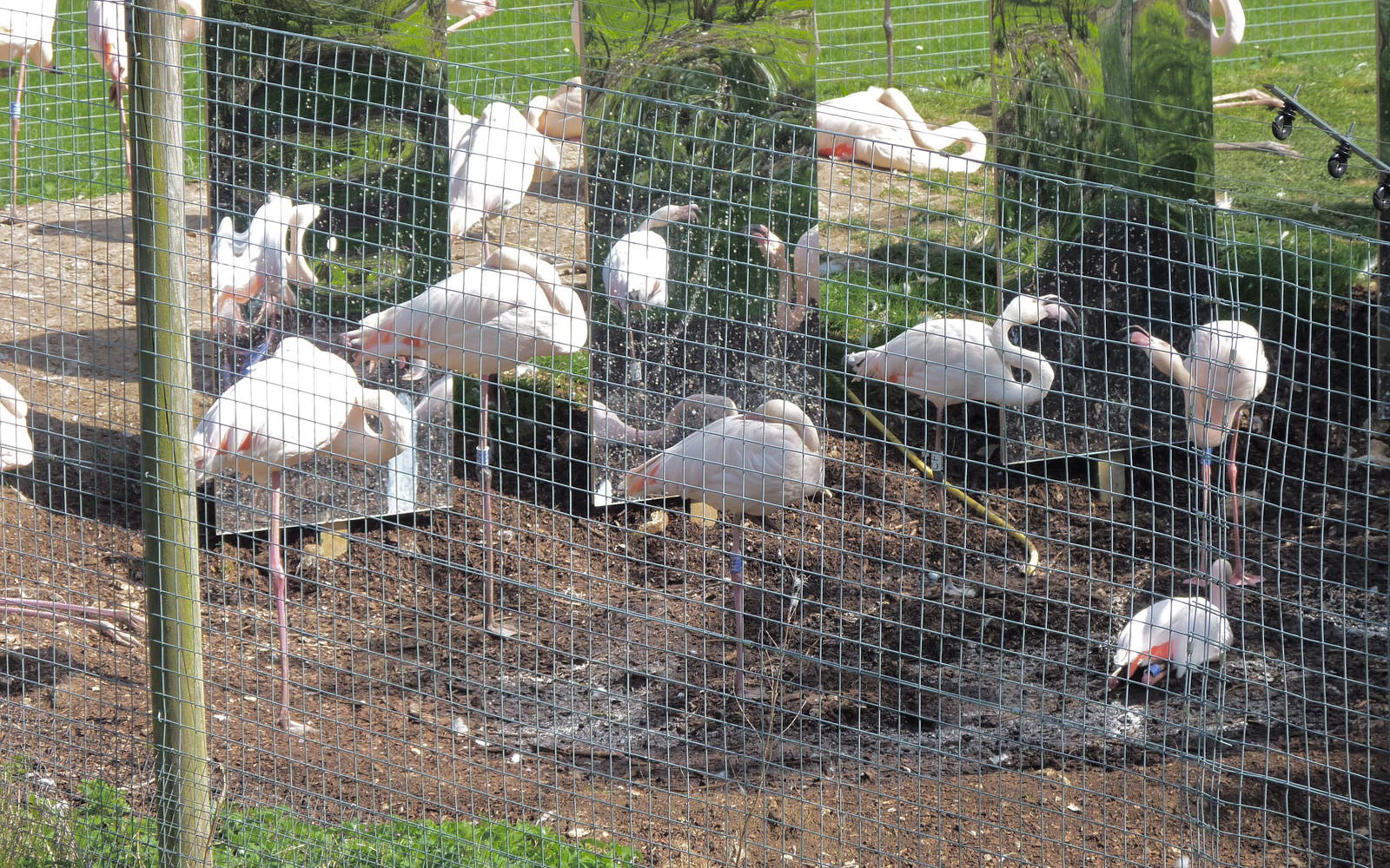 Greater Flamingoes and Mirrors