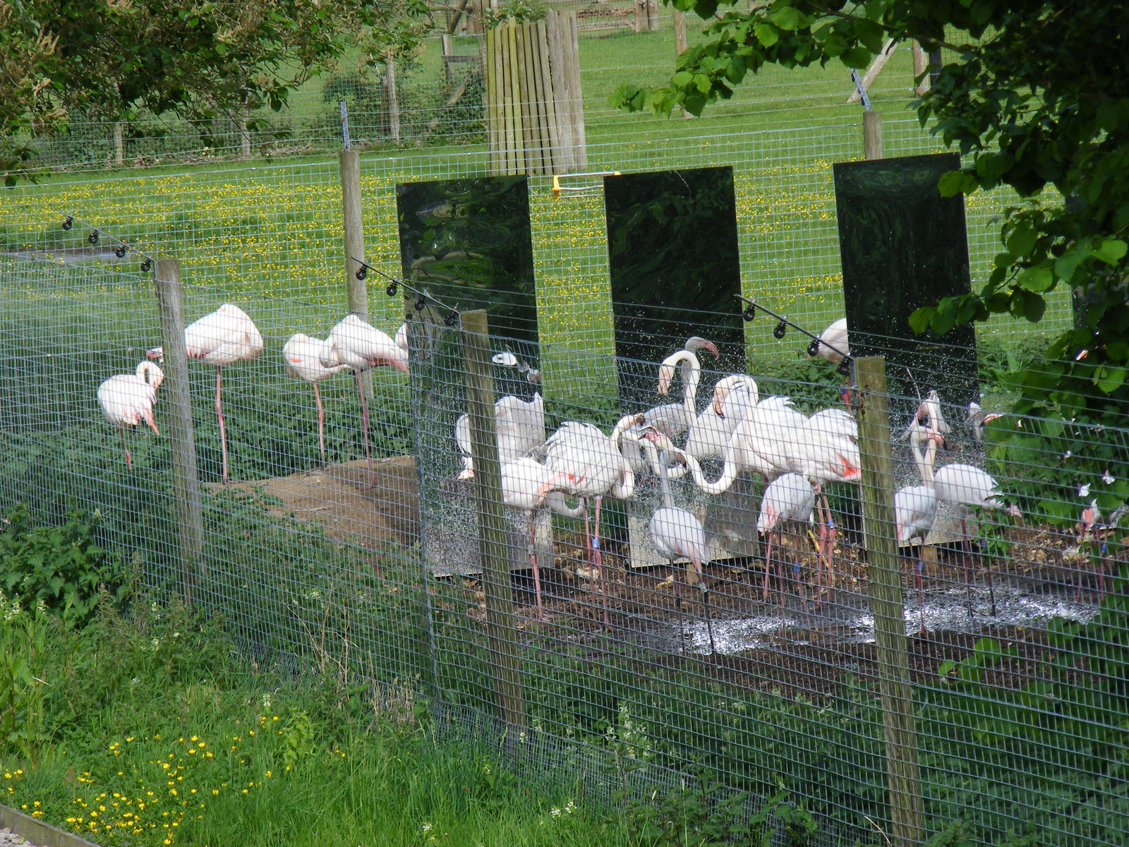 Greater flamingoes around the mirrors at Marwell Wildlife, 8 May 2011