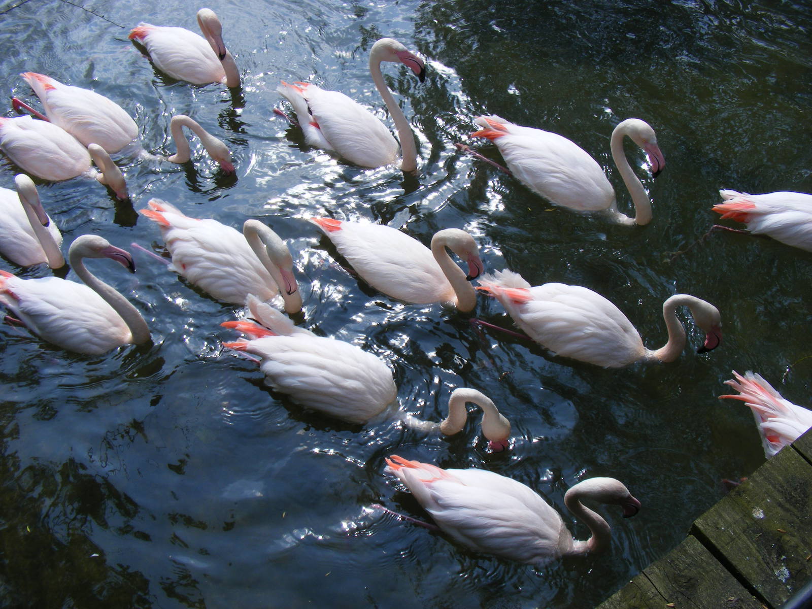 Greater flamingoes at Birdland, 22 April 2011