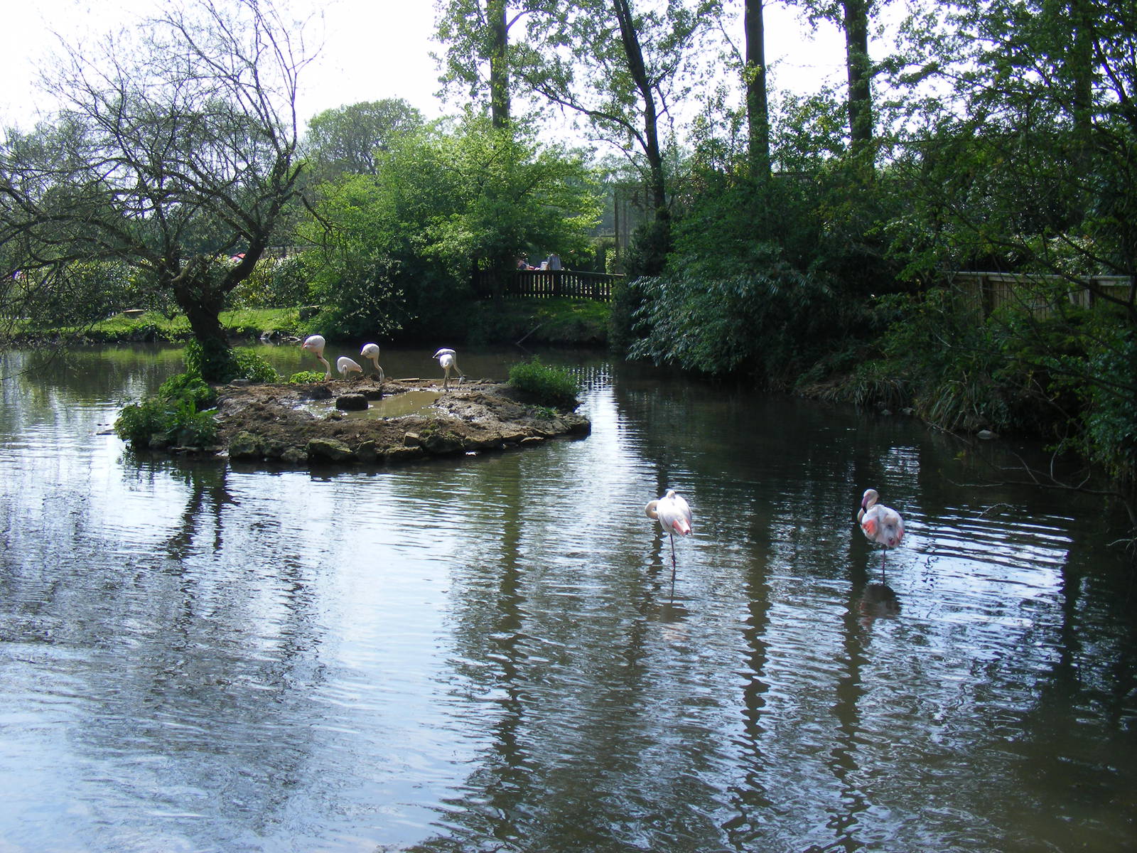 Greater flamingoes at Birdland, 22 April 2011