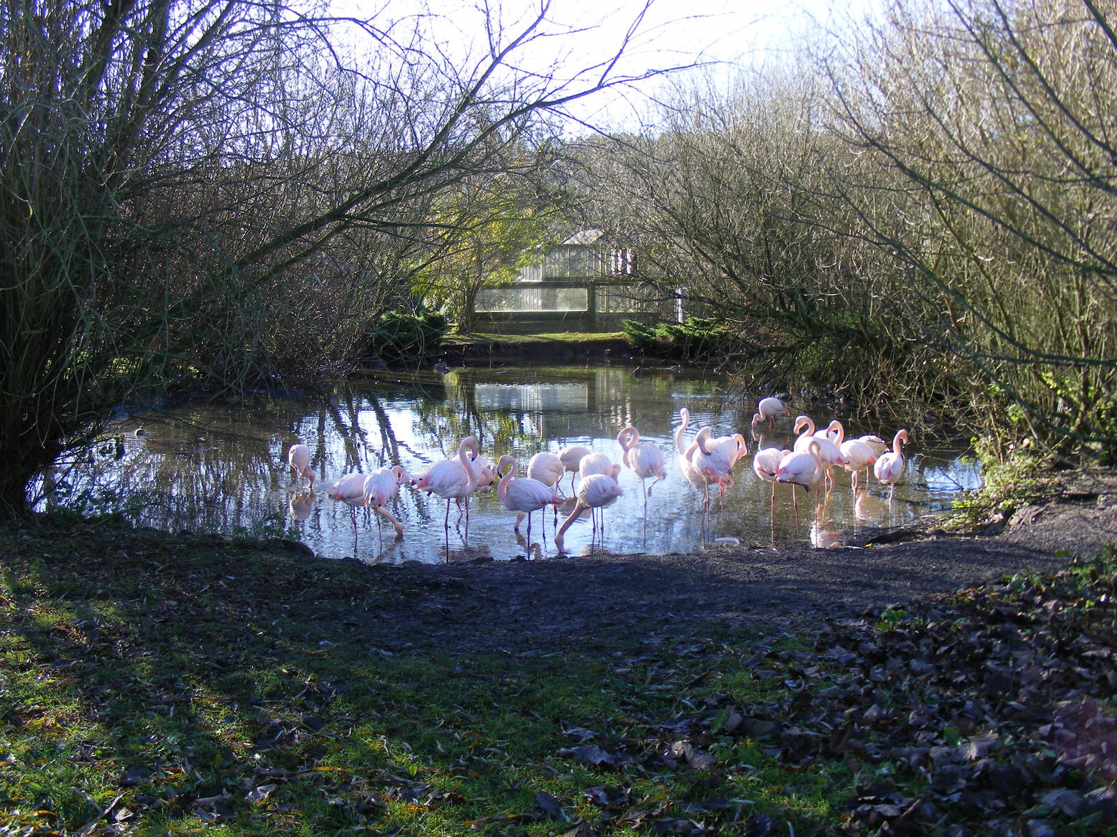 Greater flamingoes at Blackbrook Zoo, 13 November 2010