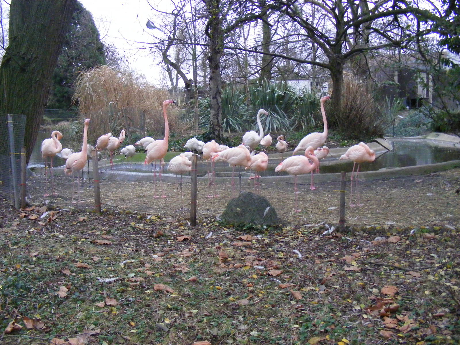 Greater flamingoes at London Zoo, 15 January 2011