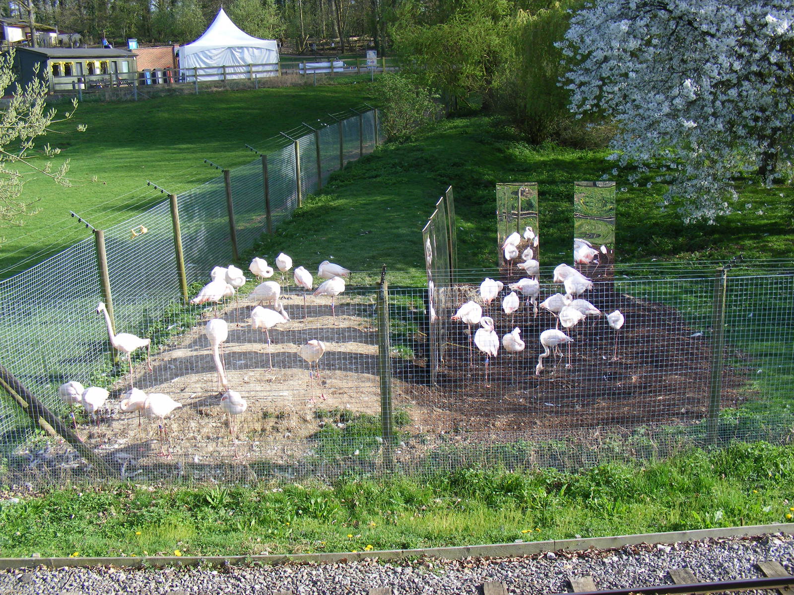Greater flamingoes at Marwell Wildlife, 9 April 2011