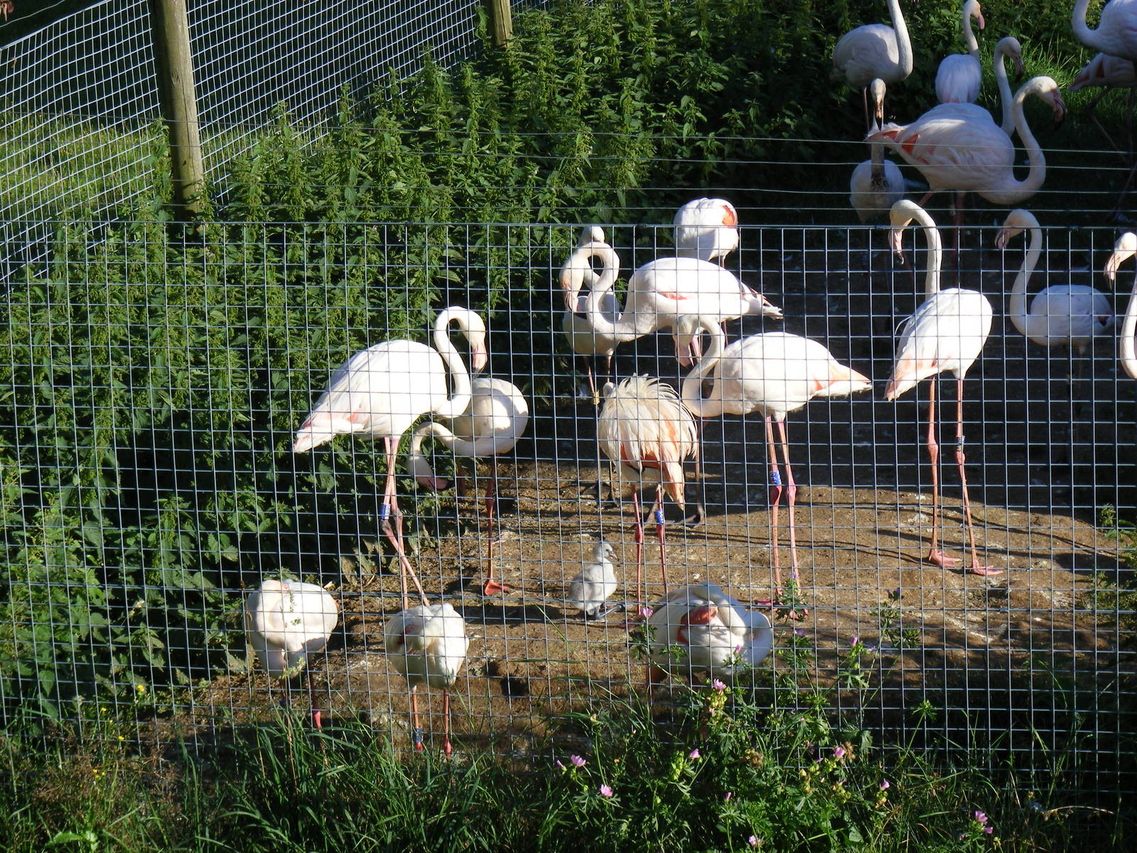 Greater flamingoes at Marwell Wildlife on 28 August 2011