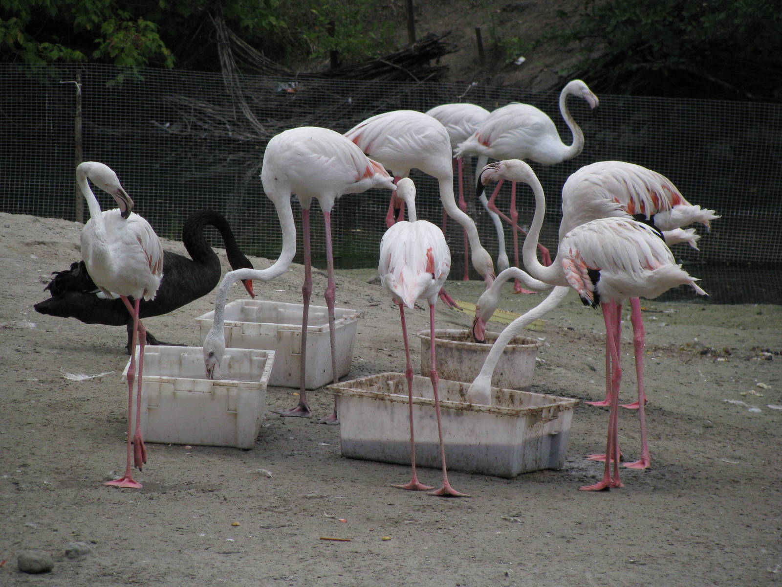 Greater flamingoes + black swan