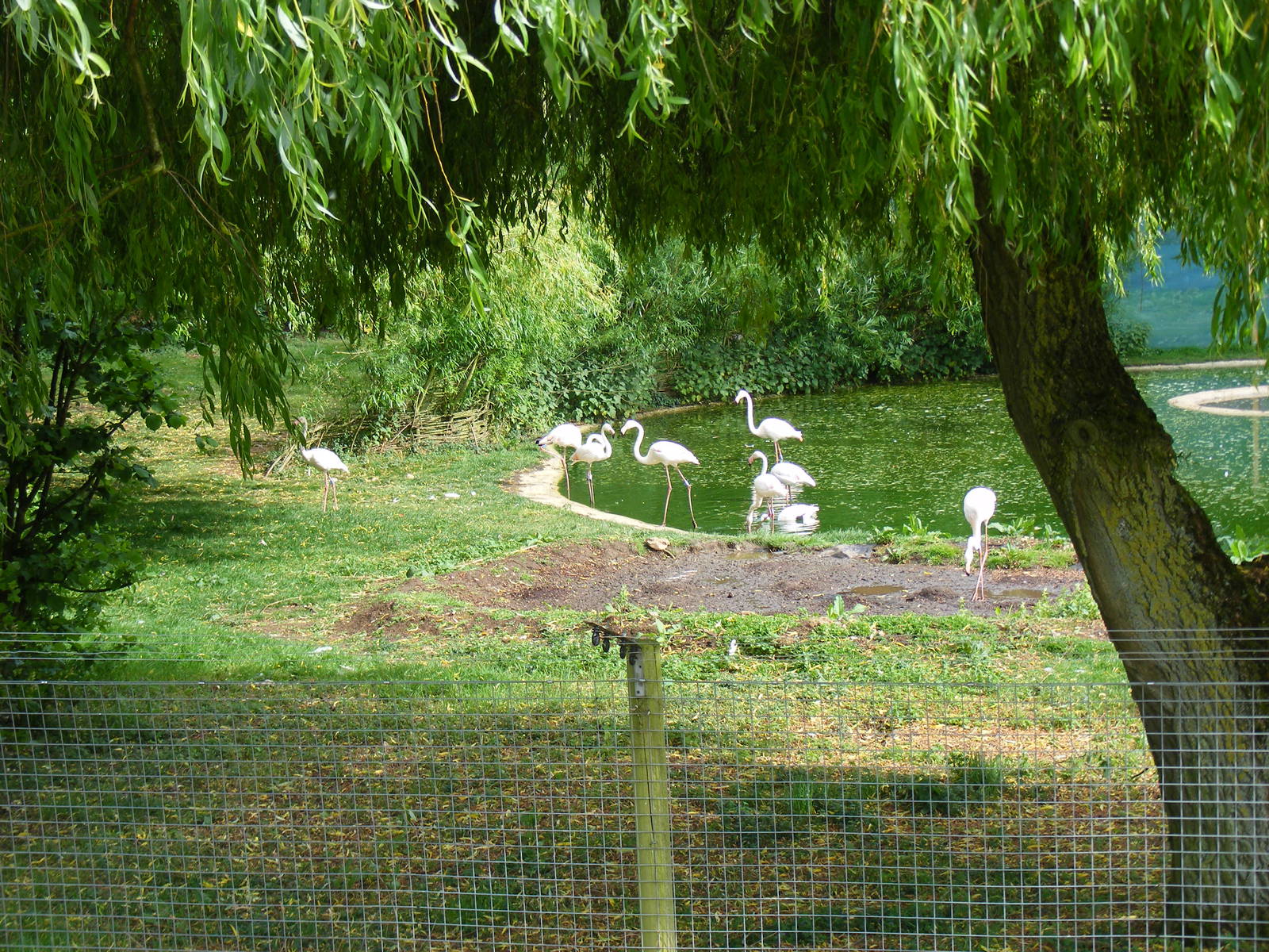 Greater flamingoes in their pool at Marwell Wildlife, 8 May 2011