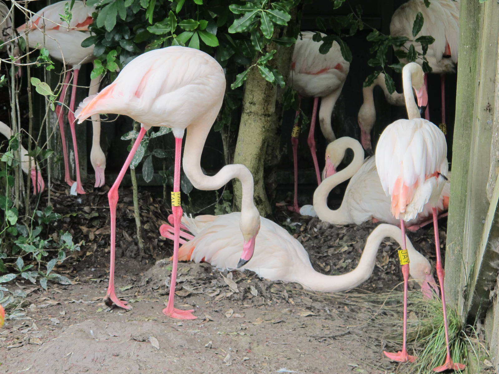 Greater Flamingoes Nesting - Auckland Zoo 2012
