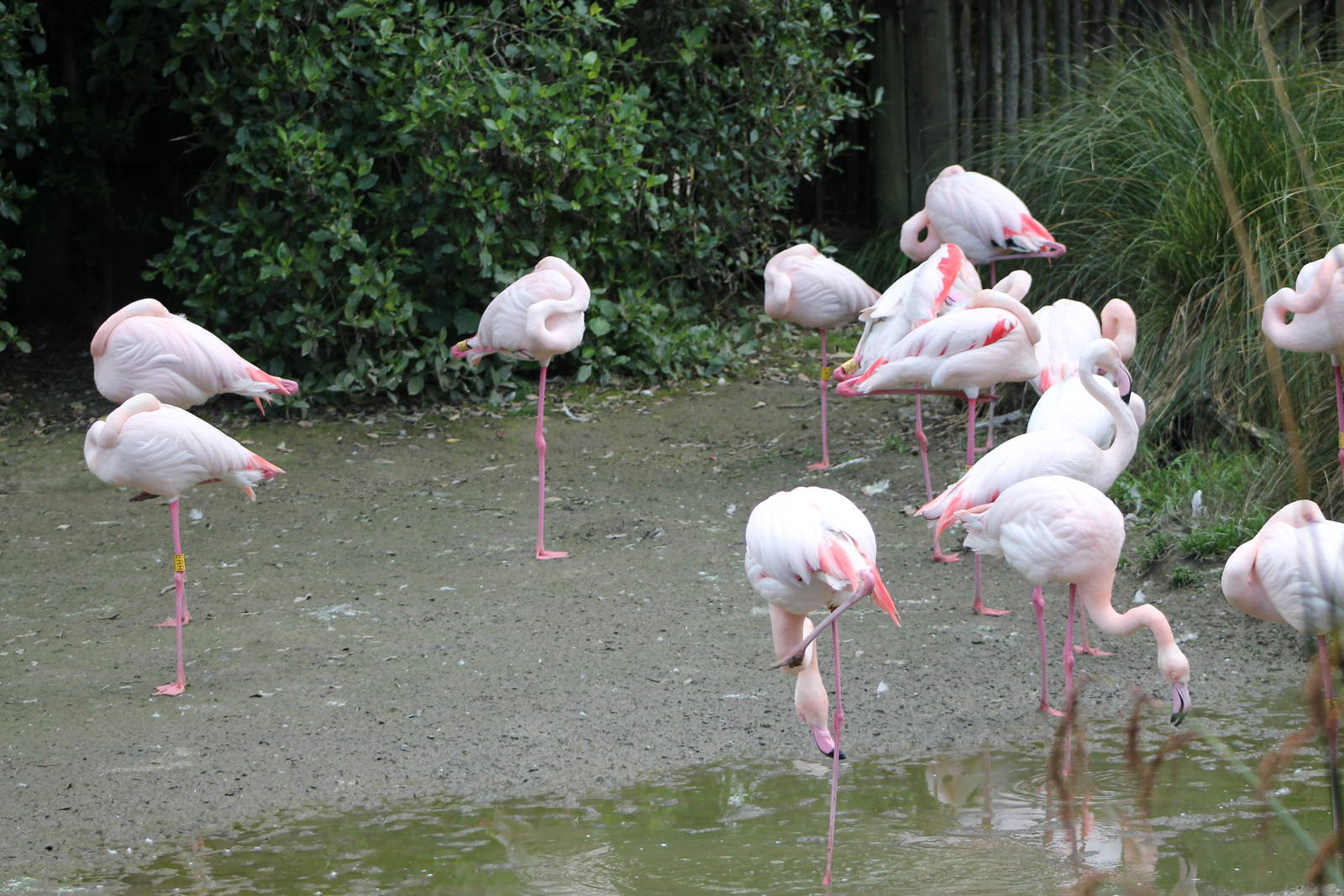 greater flamingoes (Phoenicopterus roseus)