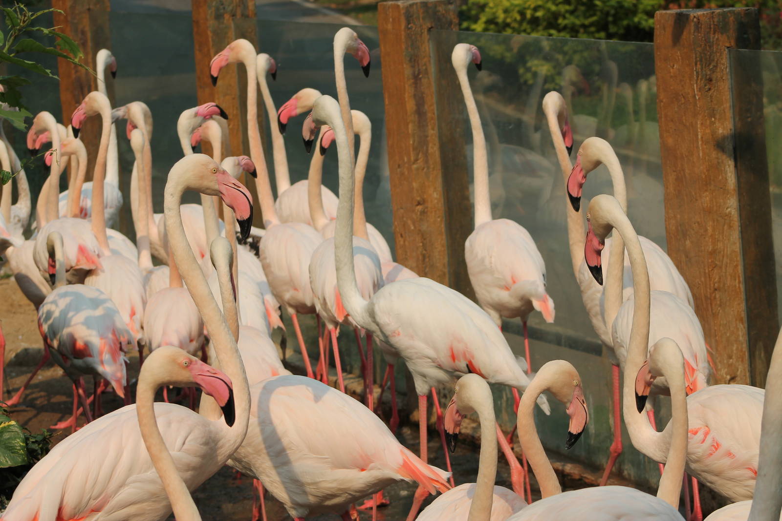greater flamingoes (Phoenicopterus roseus)