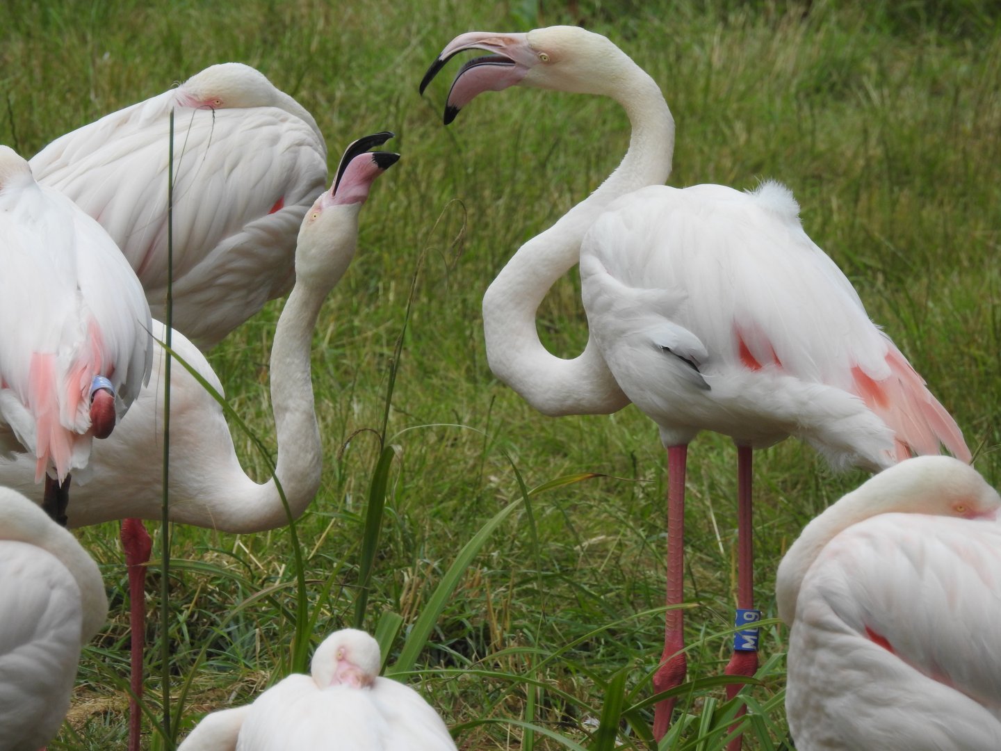 Greater Flamingoes (Phoenicopterus roseus)