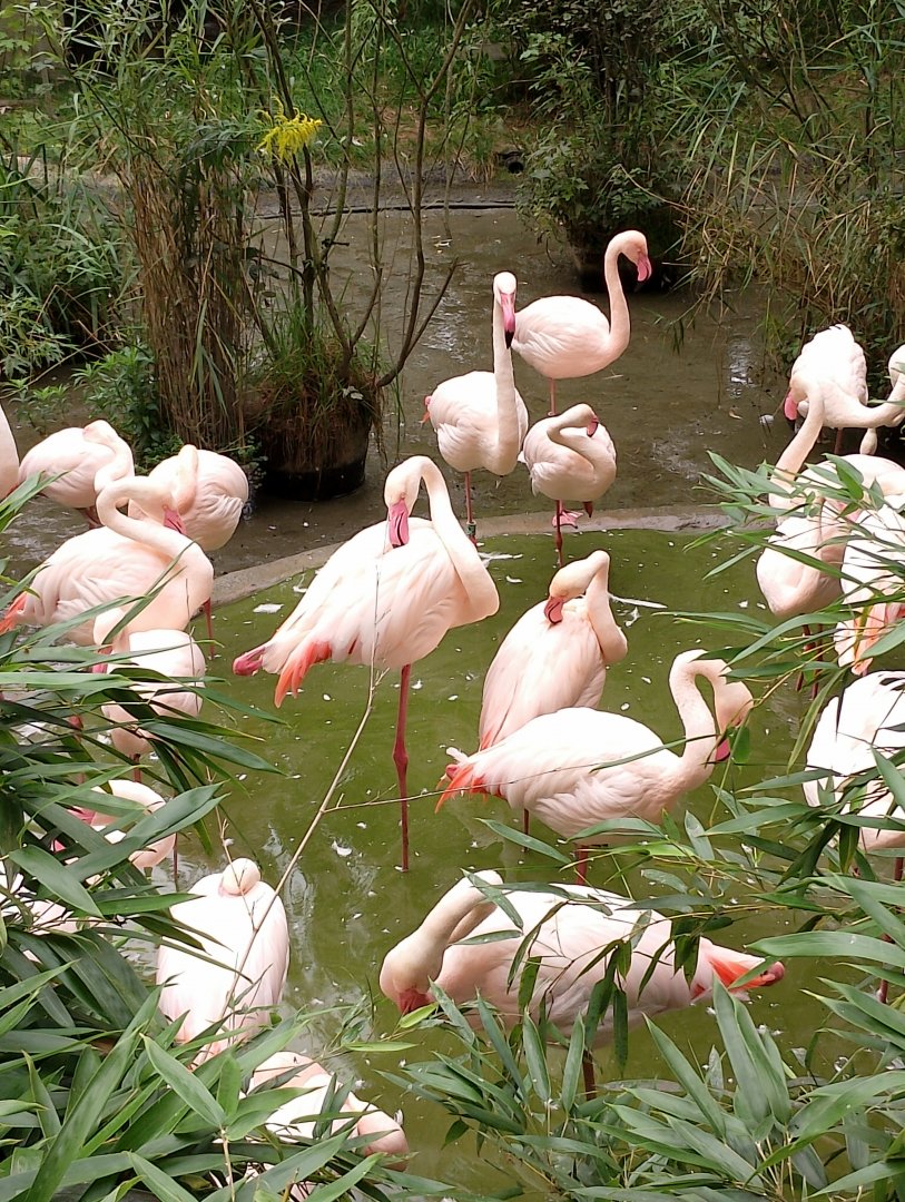 Greater flamingoes (Phoenicopterus roseus)