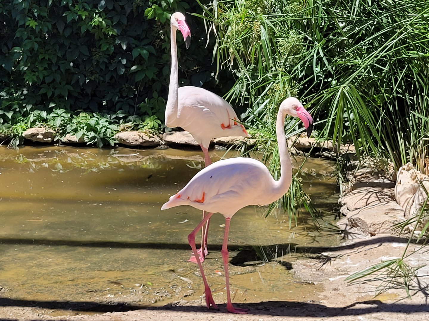 Greater flamingoes -Sendaviva (2024)