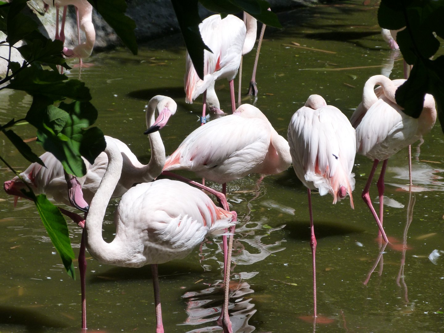 Greater flamingoes -Zoo d'Asson (2025)