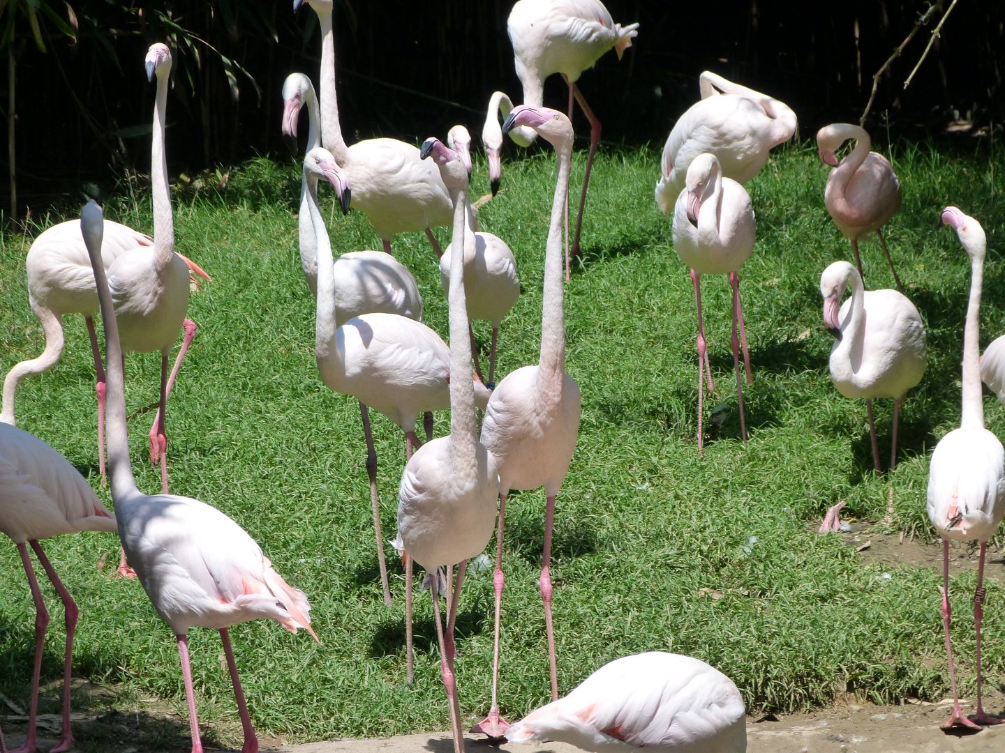 Greater flamingoes -Zoo d'Asson (2025)
